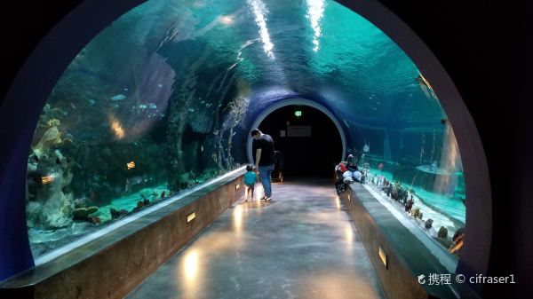 Loveland Living Planet Aquarium