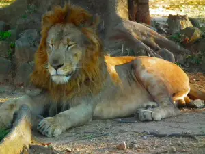 Parc national et sanctuaire faunique de Gir