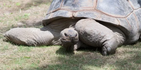 The Creature Conservancy