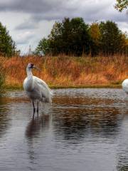 International Crane Foundation