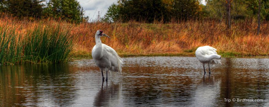 International Crane Foundation