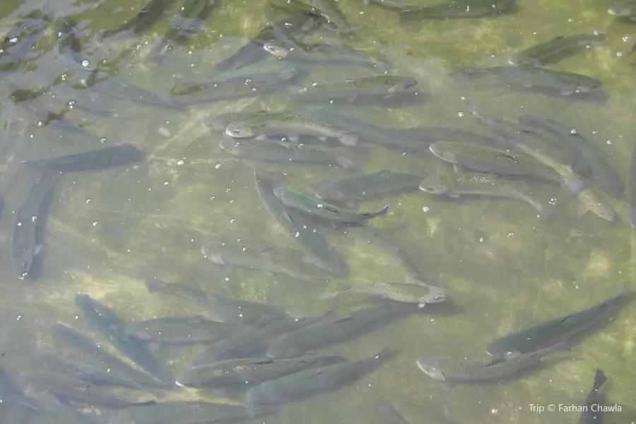 Otter Creek Trout Farm