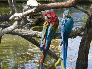 San Antonio Zoo