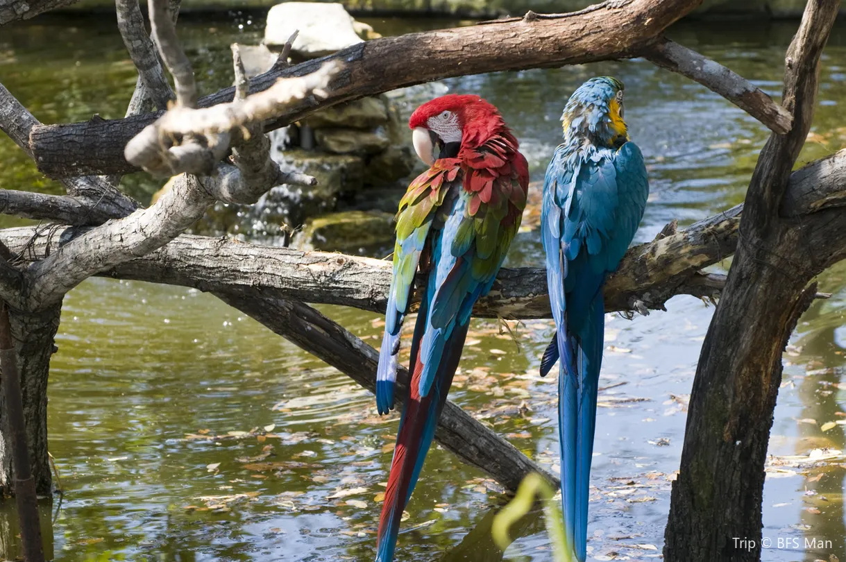 2_San Antonio Zoo