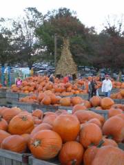 Linvilla Orchards