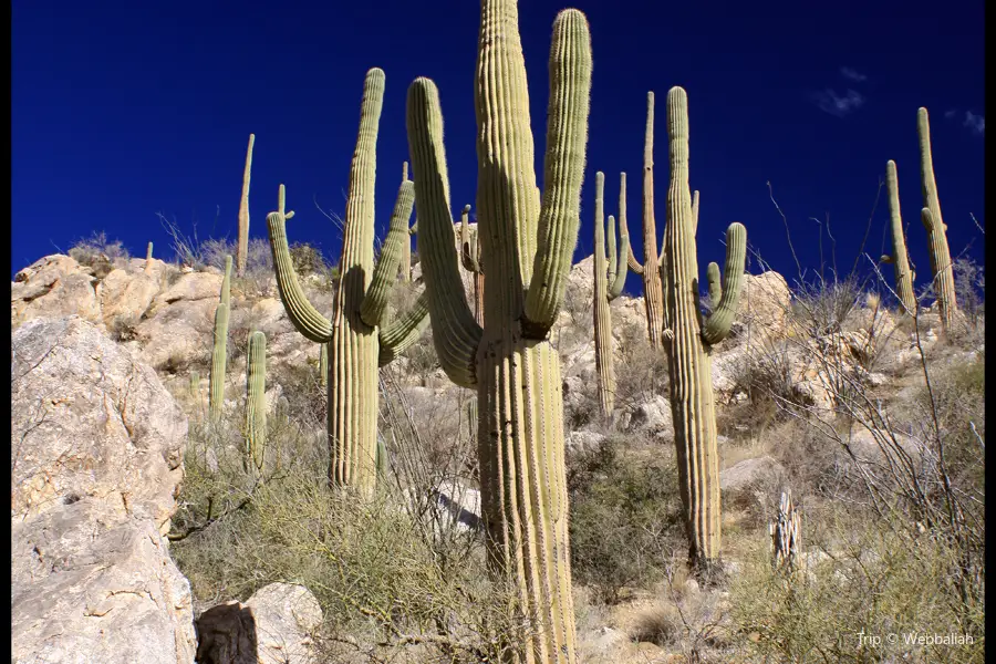 Catalina State Park