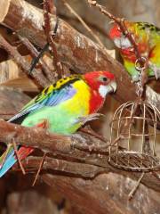 Zoo de Cheyenne Mountain