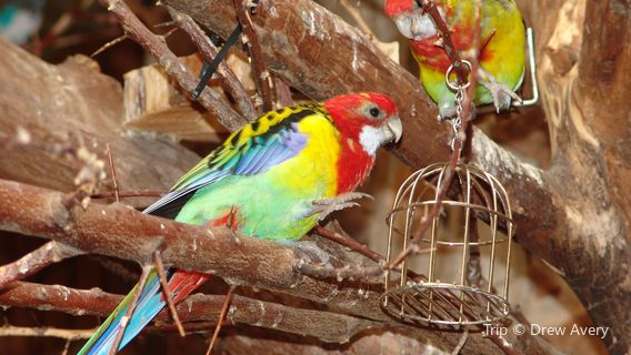 Cheyenne Mountain Zoo