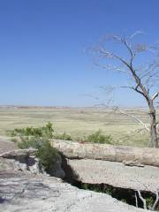 The Petrified Forest