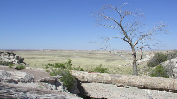 The Petrified Forest