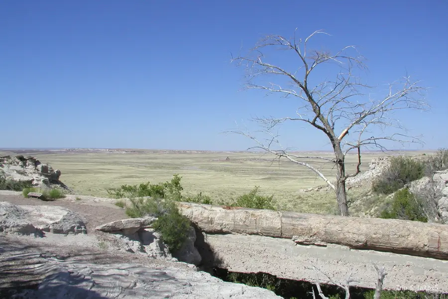 Petrified Forest