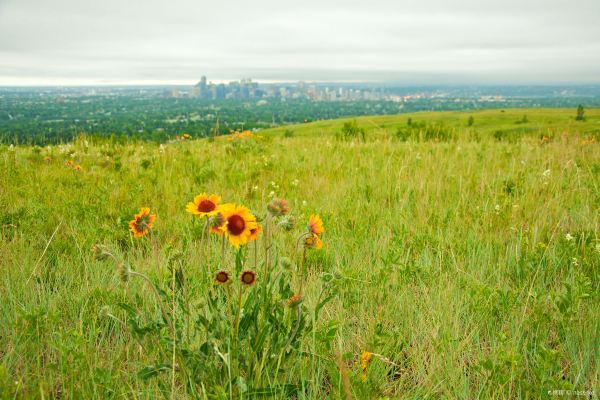 Nose Hill Park