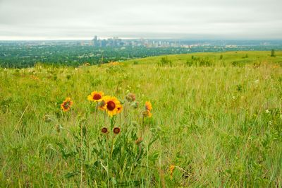 Nose Hill Park