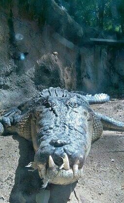 漢密爾頓島野生動物園