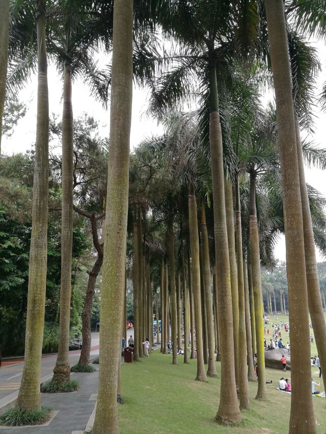 Palm Garden