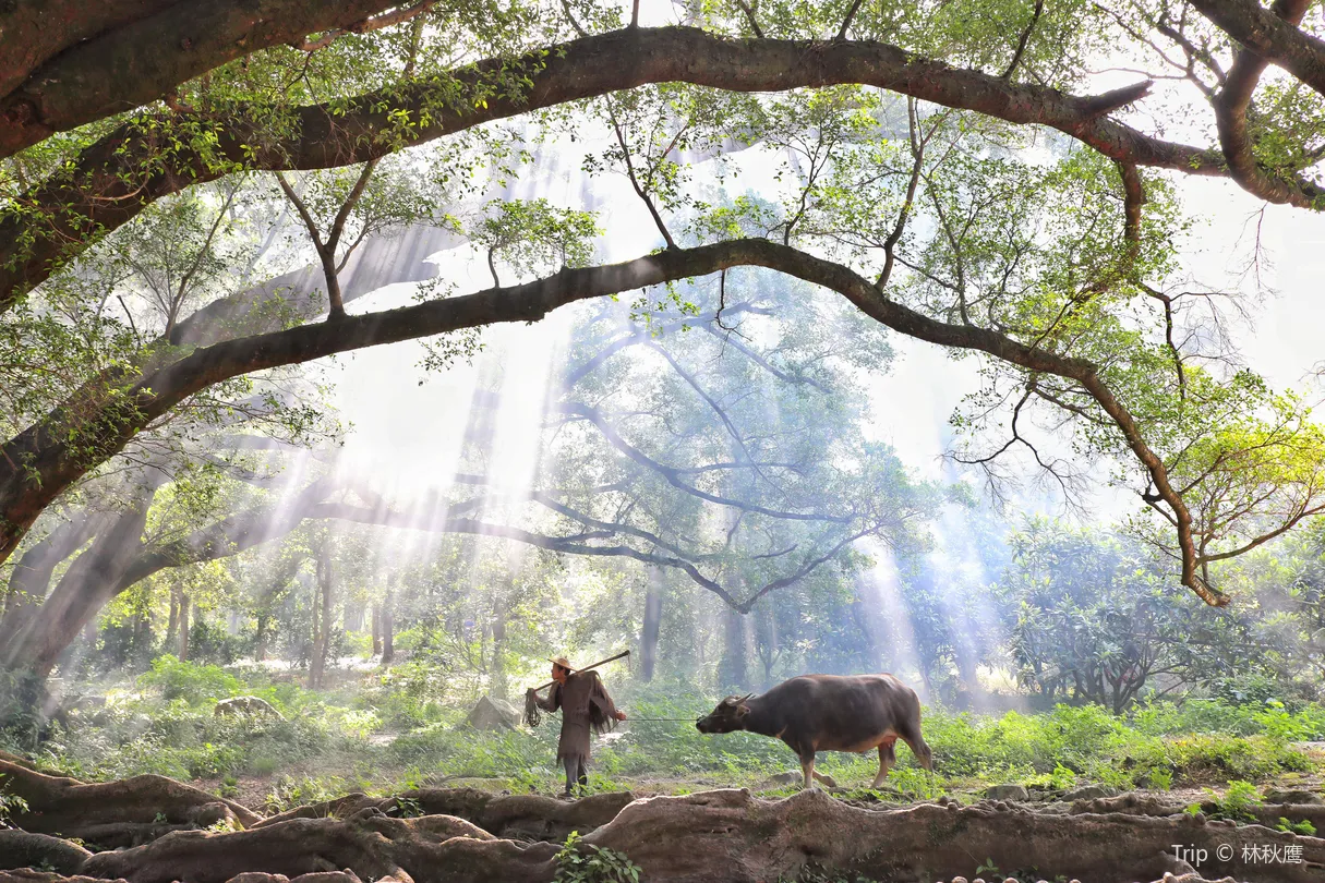 3_หยางเจียซิ