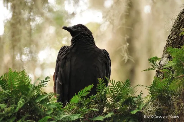 Nature Gem in Sarasota: Guide to Myakka River State Park