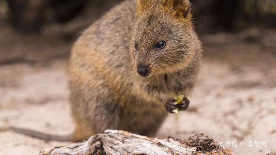 Rottnest IslandTransport
