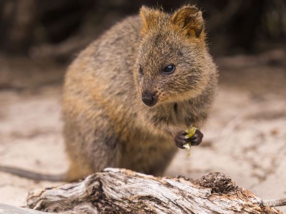 Rottnest Island