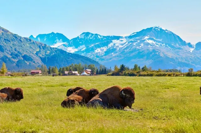 Northern light and Nature: Awesome Guide to Alaska