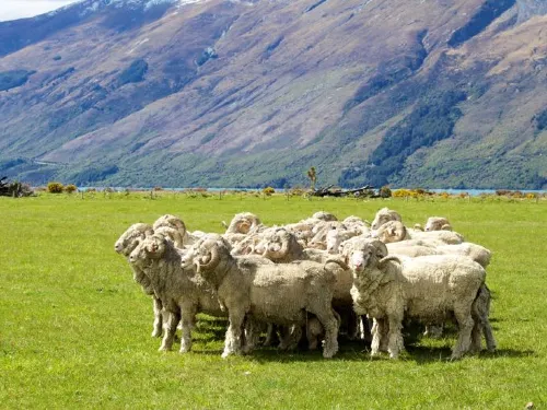 Embracing farm life: Niche Travel Choices in New Zealand