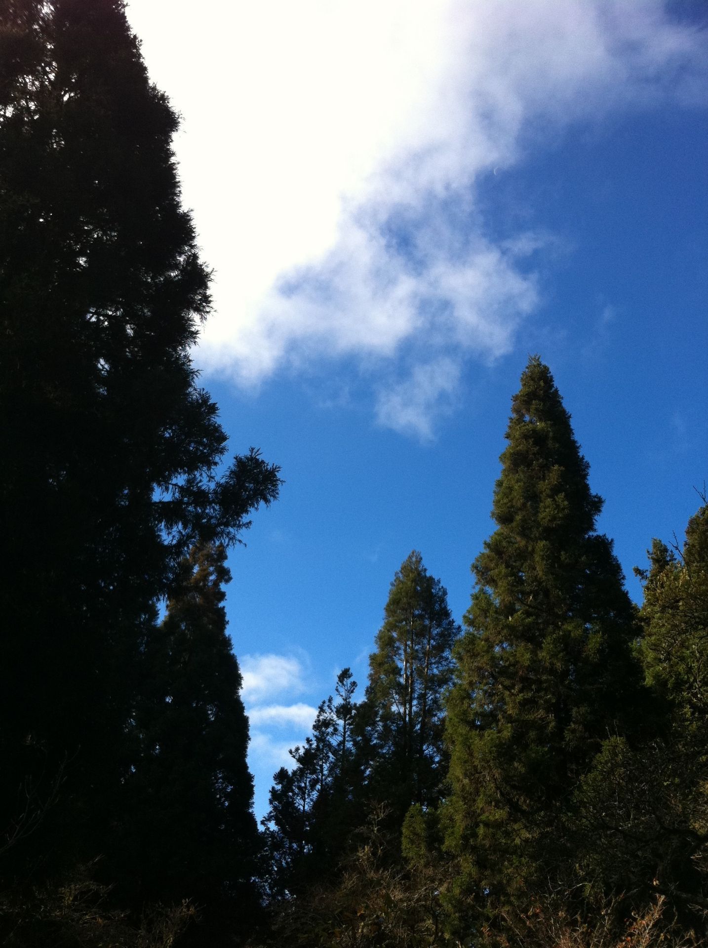 Alishan Shenmu Area Travel Guidebook Must Visit Attractions In Chiayi City Alishan Shenmu Area Nearby Recommendation Trip Com