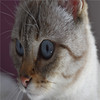 Shawn_Labar