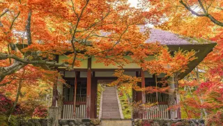 In Nara, The Old Capital of Japan, You Can Experience The True Japan and Appreciate The Cherry Blossoming As Well As The Maples!