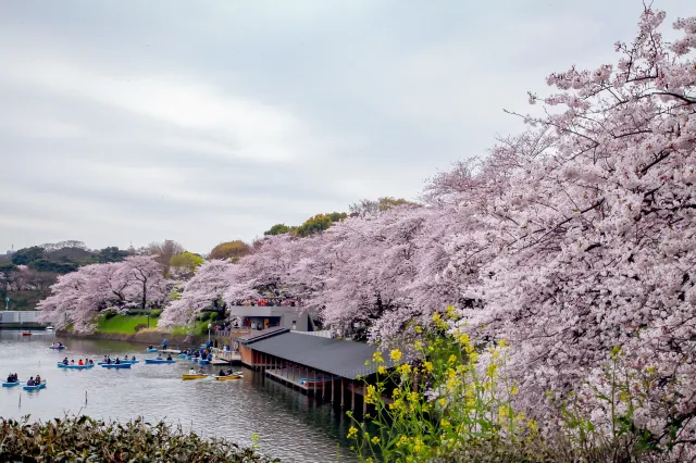 7 best places for cherry blossoms around the world besides Japan in 2022