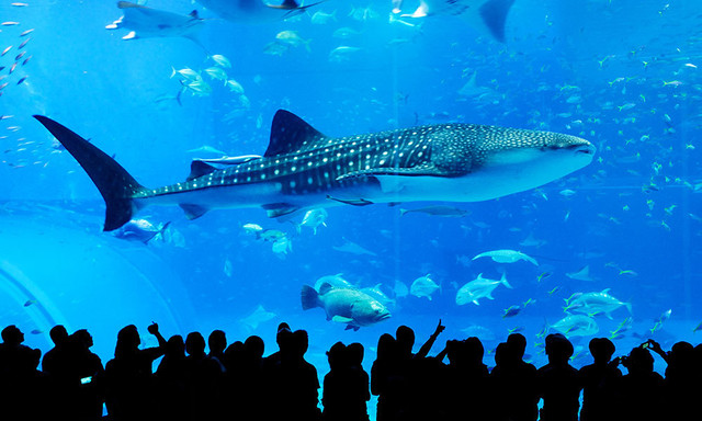 Special Theme Parks You Must Visit When You Come To Tokyo Travel Notes And Guides Trip Com Travel Guides Special Theme Parks You Must Visit When You Come To Tokyo Travel Notes And Guides Trip Com Travel Guides