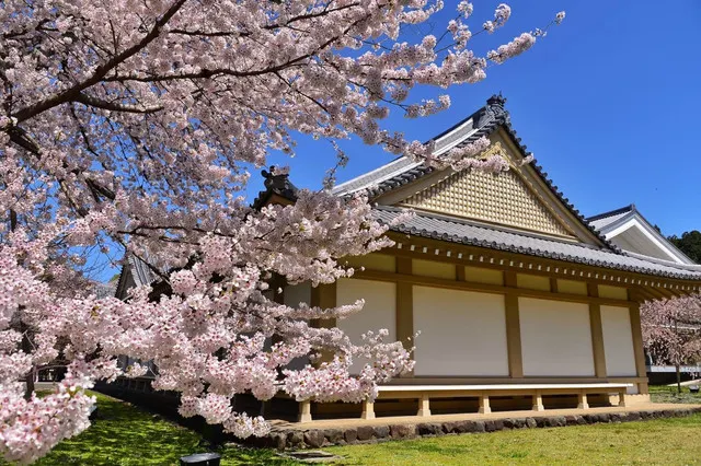 It is Time for Sakura Viewing Again in Kyoto. The Pink Sakura is More Matched with The Ancient Capital. 