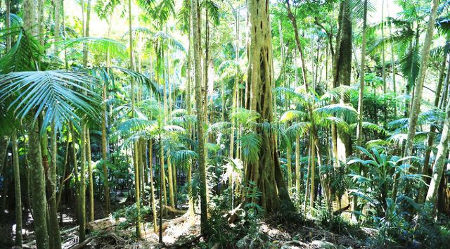 Tamborine Rainforest Skywalk