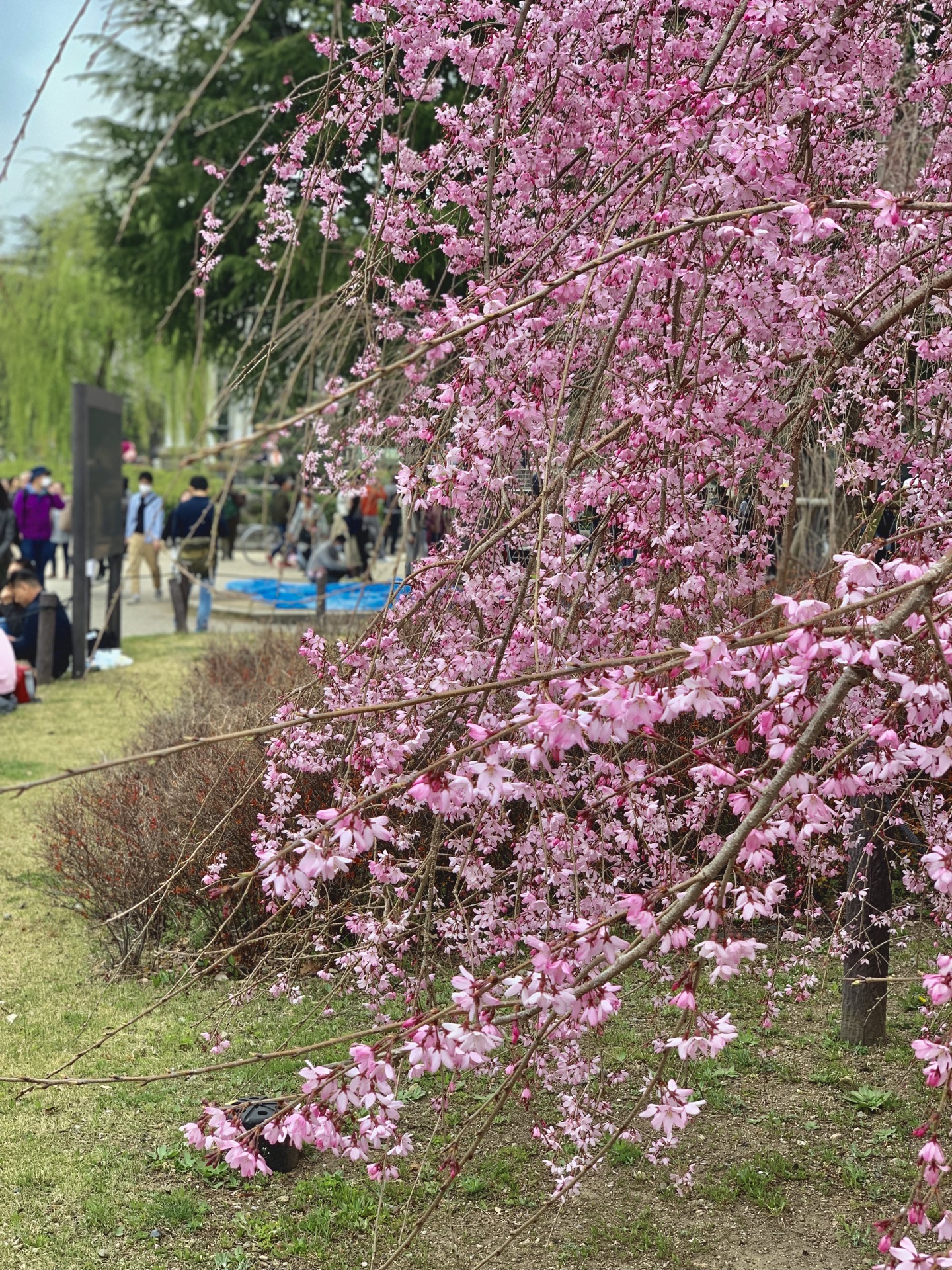 鶴舞公園旅遊攻略指南 鶴舞公園評價 鶴舞公園附近推薦 Trip Com 鶴舞公園旅遊攻略指南 鶴舞公園評價 鶴舞公園附近推薦 Trip Com