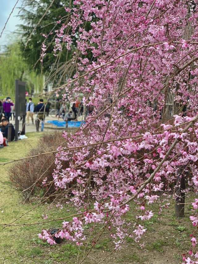 鶴舞公園景點 名古屋旅遊評論 旅行指南 Trip Com