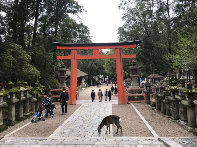 西院春日神社景點 京都旅遊評論 旅行指南 Trip Com 西院春日神社景點 京都旅遊評論 旅行指南 Trip Com