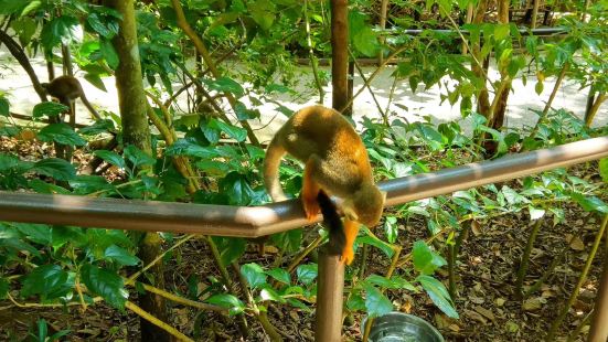 中內公園裡面的動物園面積不算特別大，但是動物園裡面的動物數量