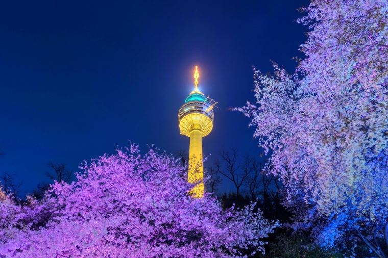 대구 벚꽃 만개