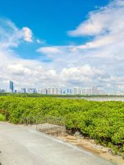 Shenzhen Mangrove Nature Reserve