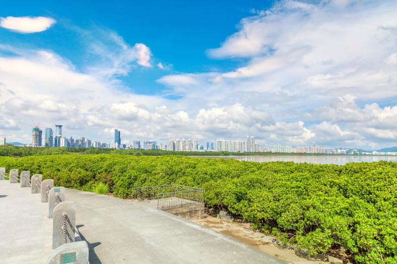 Futian Mangrove Nature Reserve