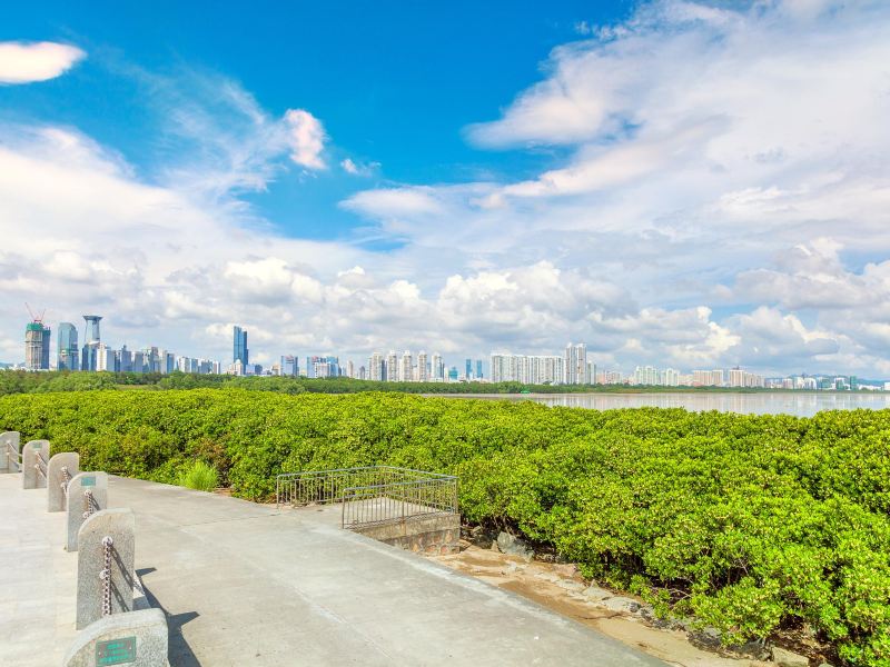 Futian Mangrove Nature Reserve