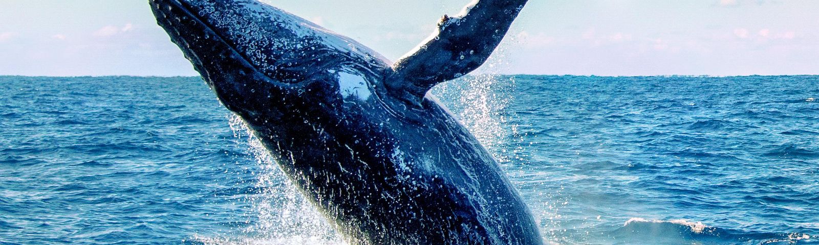 Джервис БэйРекомендованные развлечения