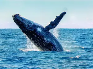 Dolphin Watch Cruises Jervis Bay