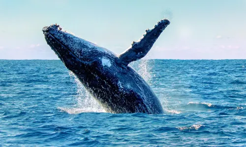 Dolphin Watch Cruises Jervis Bay