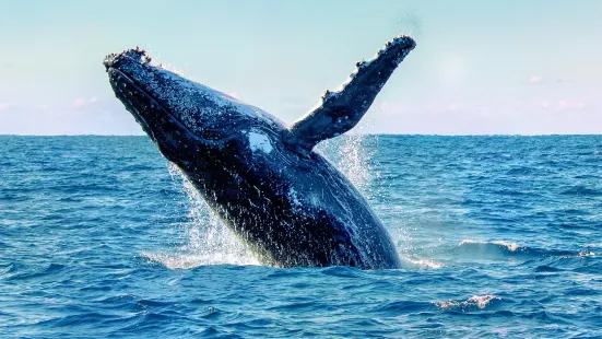 Jervis Bay Whale Watching Cruise