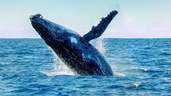 Dolphin Watch Cruises Jervis Bay