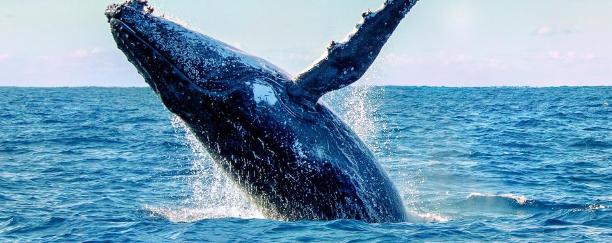 Dolphin Watch Cruises Jervis Bay