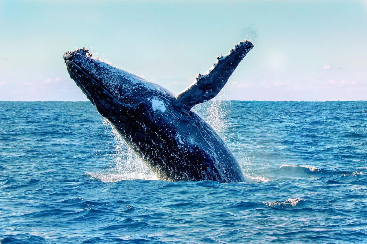Dolphin Watch Cruises Jervis Bay