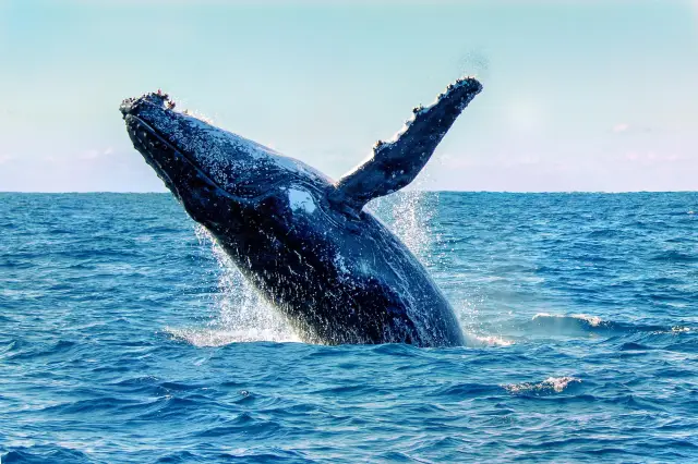 Whale Watching At Sea in Sydney