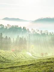 Boseong Green Tea Field-up treat Ltd. Bo pluralism