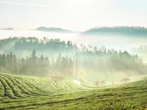 Boseong Green Tea Field-up treat Ltd. Bo pluralism